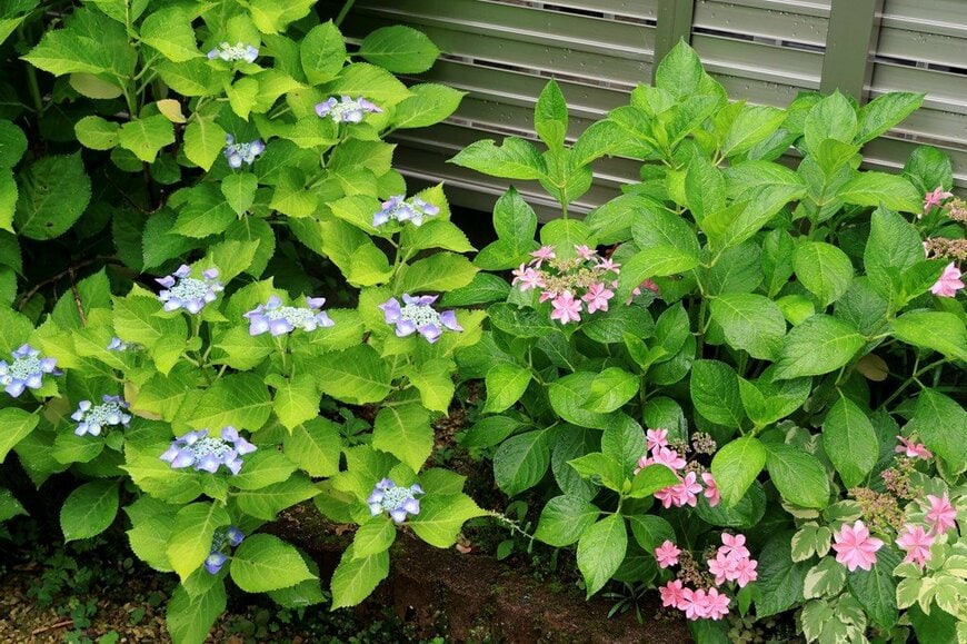 筆者の庭で水色とピンクの花を咲かせている、アジサイ