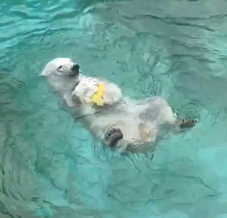 神戸市立王子動物園