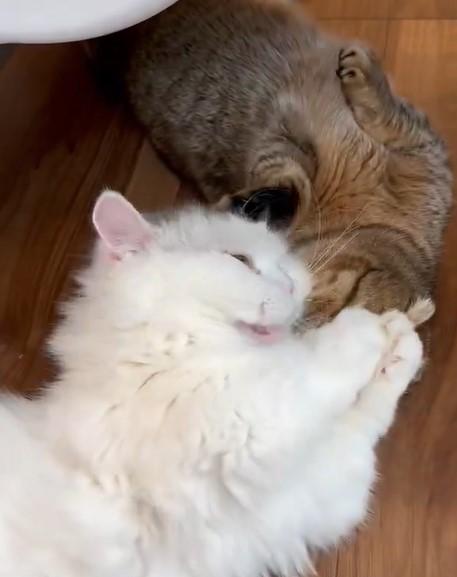 喧嘩するほど仲がいい猫