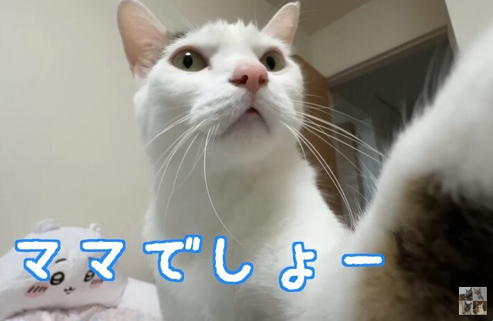 手を使ってアピールする猫