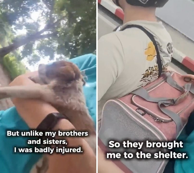 出所：<u><a href="https://www.instagram.com/p/DZ7p1cFPXkb/" target="_blank">@dog_and_cat_rescue_samui</a></u>