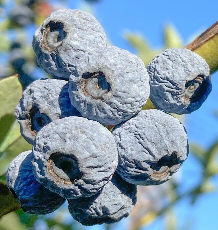 真夏で雨が降らなかった時のブルーベリー