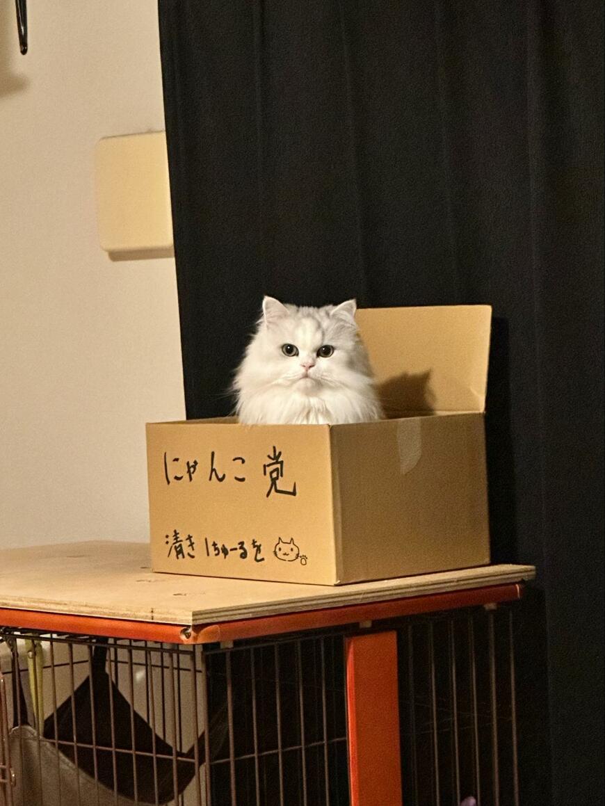 猫1匹