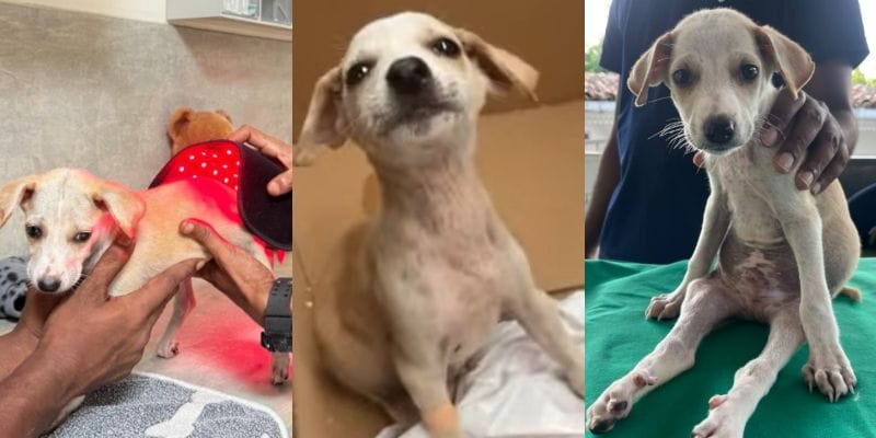 ケアを受ける仔犬のシェルビー