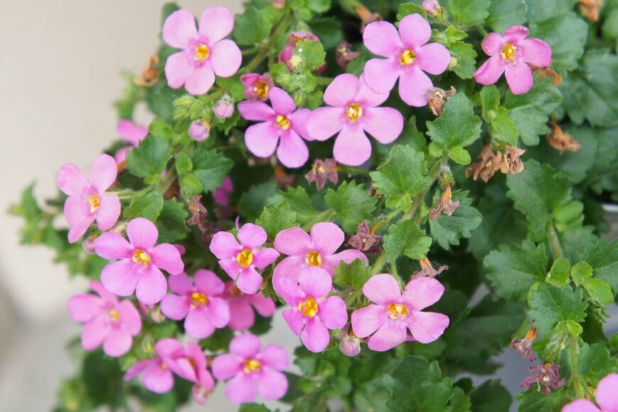 ピンクのバコパの花が咲いている