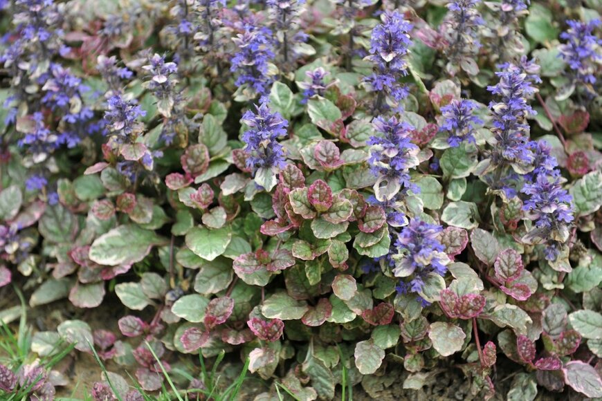 濃い青色の花を咲かせているアジュガ。葉は斑入り