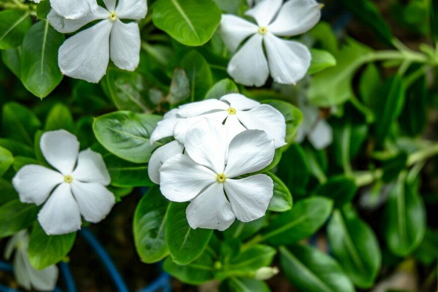 白い花のニチニチソウ