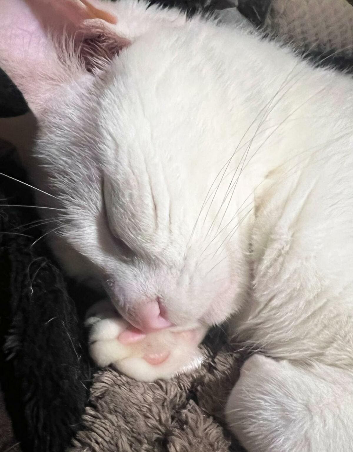 青と白の猫の陶器、かわいい表情で癒される。枕としても使える。 青と白の猫の陶器、かわいい表情で癒される。枕としても使える。