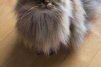 布団から出てこない飼い主をひたすら待つ猫　印象深い表情に「かわいくて最高」