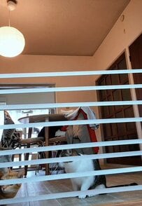 【ジャンプ力検定】猫ちゃんの跳躍力を試すつもりが？！思わぬ展開に爆笑