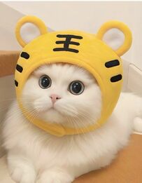 【トラのかぶり物が似合う猫ちゃん】ぬいぐるみのような可愛さに思わず癒される人続出！