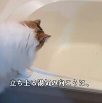 お風呂のフチに佇む猫　水面を見つめて…→まさかの結末に笑ってしまう　