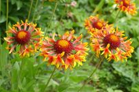 【多年草ガーデニング】夏の猛暑に強い「手間いらずの多年草」おすすめ3選