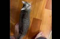 「こっち来てニャ～」と訴える猫の後を追ったら…予想していなかった展開に笑ってしまう