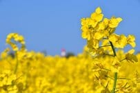 【2025年度】年金生活者支援給付金はいくらに増える？支給要件とともに解説