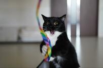 【見たことない顔？！】虹色の紐とバトルスタート！アグレッシブな猫さんが大人気