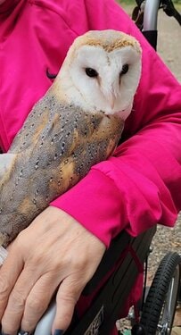 【甘えるフクロウ】この場所は誰にも譲らない！特等席でくつろぐ姿がかわいいと話題に