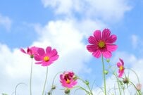 【身体障害者手帳】所持者「約467万人」5年間の推移と障がいの種類「1級から7級」まである等級と暮らしに役立つ支援の内容を解説