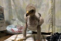 「生後29日」と「7歳」　予想外すぎる鳥の大変身に思わず二度見「進化みたいな感じだな」