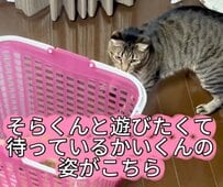 【切ない】同居猫と遊びたくて健気に待つ猫→“予想外の結末”に呆然としてしまう