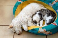 貯金？ 保険？ 家族に相談？ ペットの「もしも」にどう備える