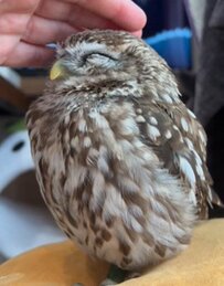 【おねむなフクロウ】眠気に勝てないフクロウが反則級にかわいい！とろ〜んとした瞳にキュンとする人続出