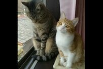 【仲良し保護猫】兄の大あくびに…妹の「反則級」な反応に悶絶