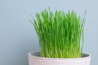 ワイルドに「猫草を食べる猫」をよく見ると　かわいすぎる「まさかの状態」に注目集まる