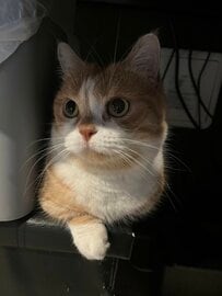 「見られてる」猫ちゃんがドアの隙間から…暗闇で飼い主にじっと視線を送る姿に笑ってしまう