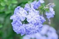 初夏から秋まで長く花が咲く《暑さに強い低木3選》玄関先にも