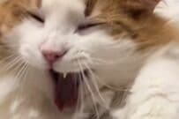 3年間「お手の訓練」をした猫が話題に　驚きの成果に「ダルそうなのが味出してる」