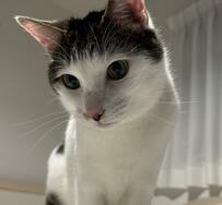 真夜中の「あそぶでしゅ」　元保護猫の思わぬ「攻撃姿」に悶絶