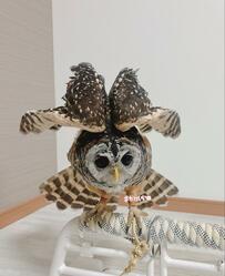 【翼を広げるフクロウ】威嚇してるの！？飼い主さんのコメントで理由が明らかに…