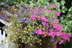【ガーデニング】カラー別「初夏の寄せ植え」お洒落に仕上がるオススメパターン4選！