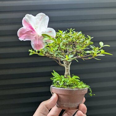 5年間も咲かなかったサツキがついに開花！予想外の結果に「渾身の一輪
