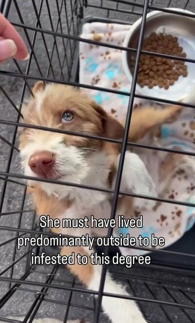 保護後、ケージの中からこちらを見上げる子犬