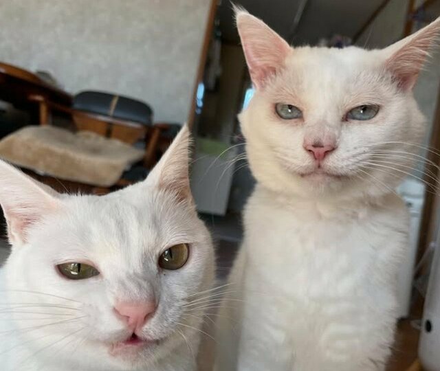 「マジック？超能力！？」猫ちゃんの遊びが白熱→宙に浮く！？「凄い空中戦」の声