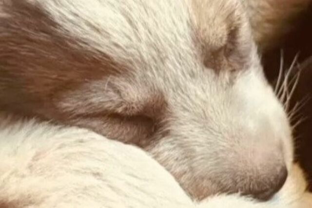 【保護犬】虐待から救われた子犬　「それでも人が好きな姿」に胸を打たれる