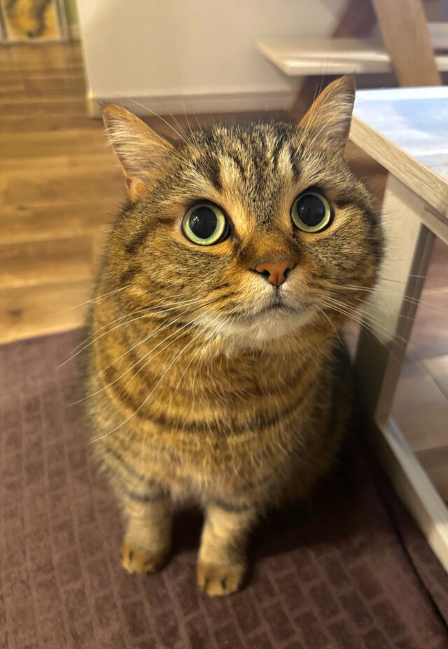 普段は可愛い猫ちゃん→表情豊かな「ブチ切れ顔」への変貌に笑ってしまう！