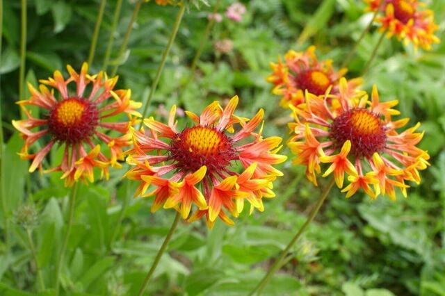 【多年草ガーデニング】夏の猛暑に強い「手間いらずの多年草」おすすめ3選