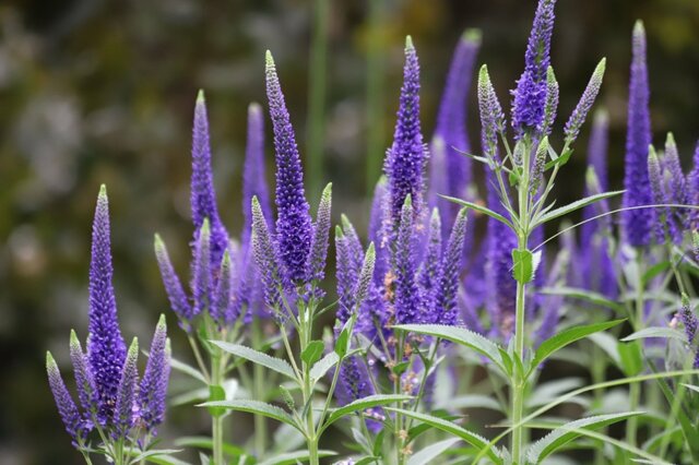 晩秋から始める《植えっぱなし》ガーデニング！今植えて毎年花咲く「ローメンテな多年草」6選