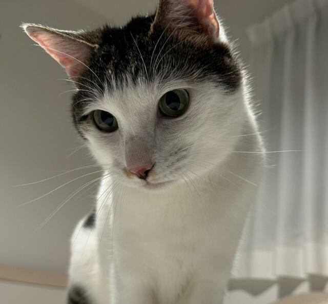 真夜中の「あそぶでしゅ」　元保護猫の思わぬ「攻撃姿」に悶絶