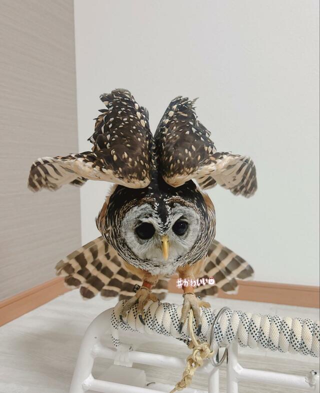 【翼を広げるフクロウ】威嚇してるの！？飼い主さんのコメントで理由が明らかに…