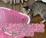 【切ない】同居猫と遊びたくて健気に待つ猫→“予想外の結末”に呆然としてしまう