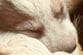 【保護犬】虐待から救われた子犬　「それでも人が好きな姿」に胸を打たれる