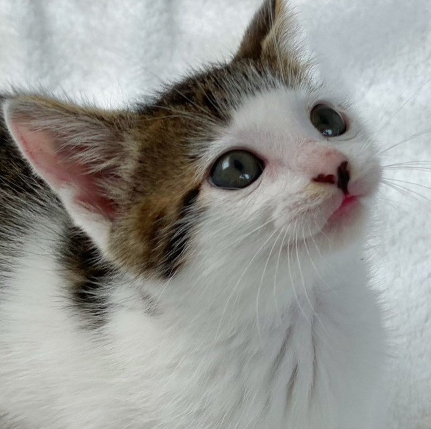 出所：@Saeroyi_cat