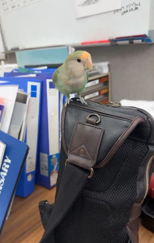 出所：@bnr32takuya8163