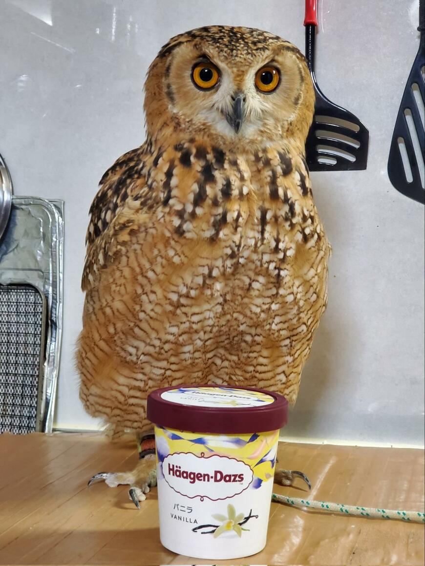 出所：@NORIKO_Rye