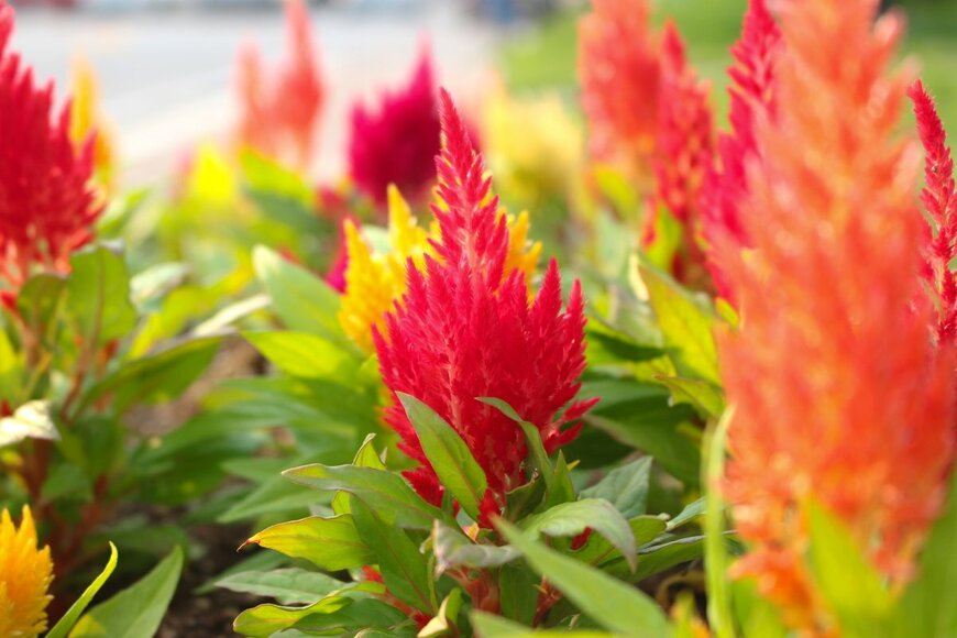 roollooralla/shutterstock.com