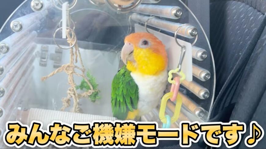 出所：@anz_omomiri